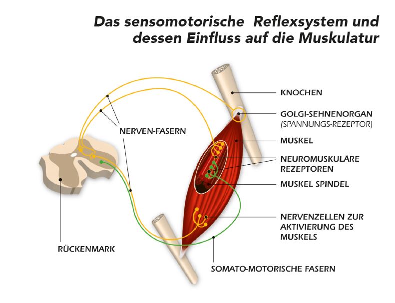 Optimetrische Wirbelsäulenvermessung